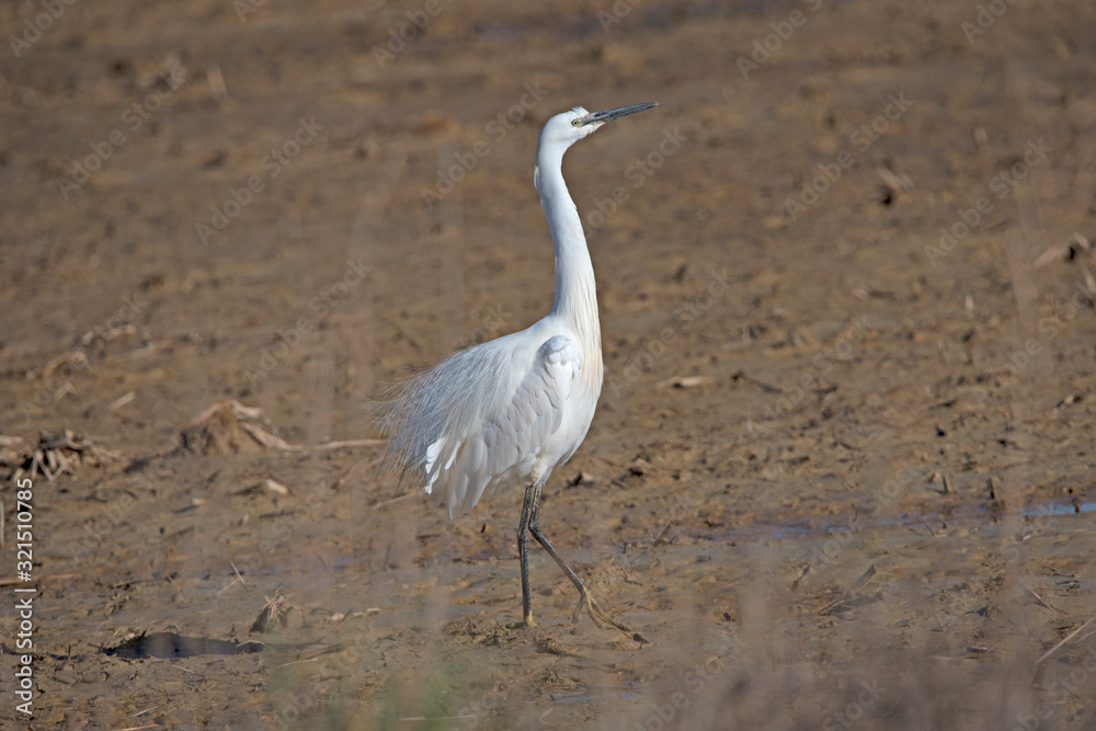 Naklejka premium Little Egret in the Delta de Ebre Spain.