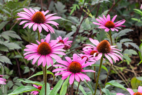 Echinacea purpurea 'Magnus' an herbaceous pink purple perennial summer autumn flower plant commonly known as coneflower