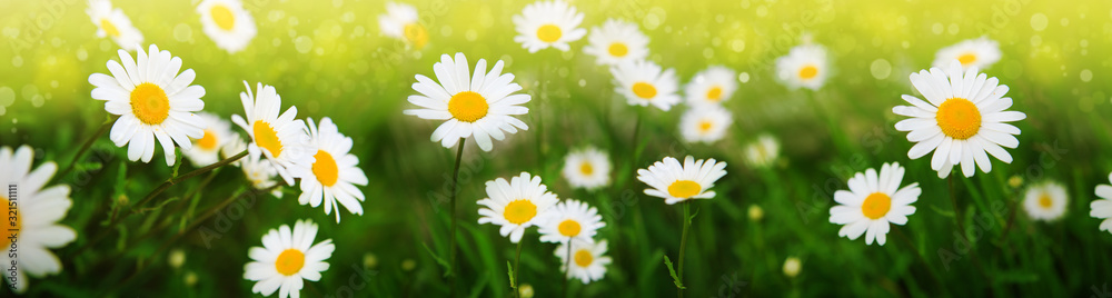 Summer field with white daisy flowers . Flowers background. - obrazy, fototapety, plakaty 