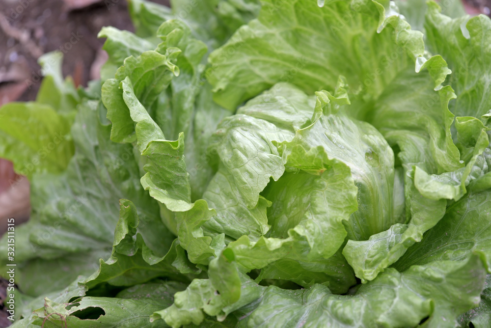 Lettuce grown in the field, Closeup Lettuce grown in the field, Closeup