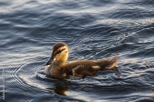 Baby Duckling on Moosehead Lake photo