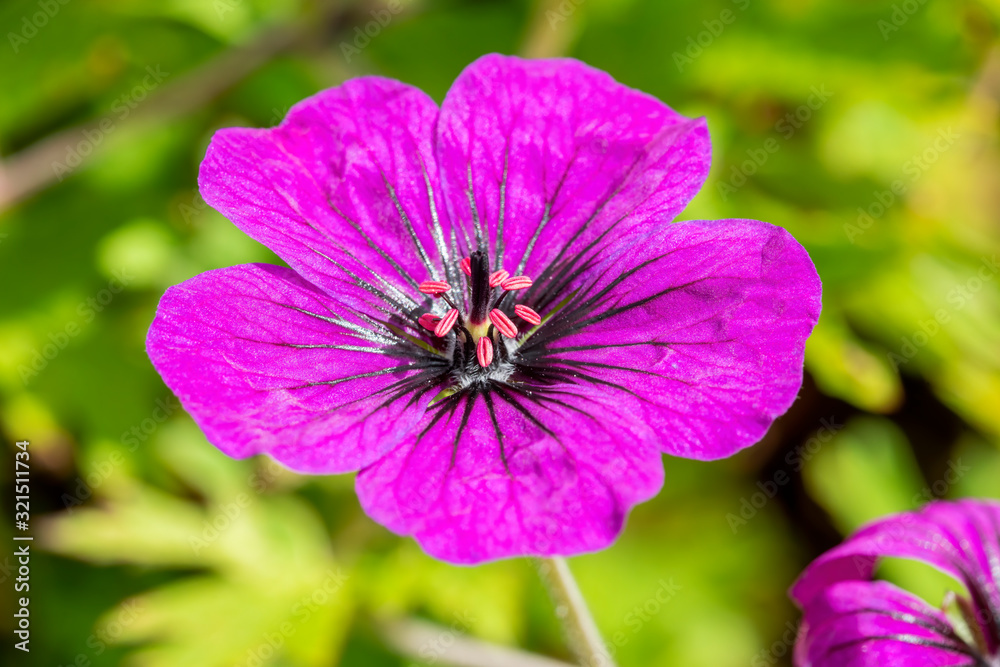 Geranium 'Anne Thomson' a magenta pink herbaceous springtime summer flower plant commonly known as cranesbill Geranium 'Anne Thomson' a magenta pink herbaceous springtime summer flower plant commonly known as cranesbill