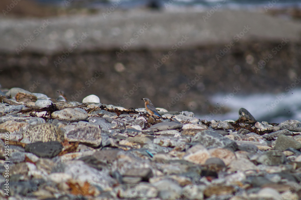 Bird on the Beach Bird on the Beach