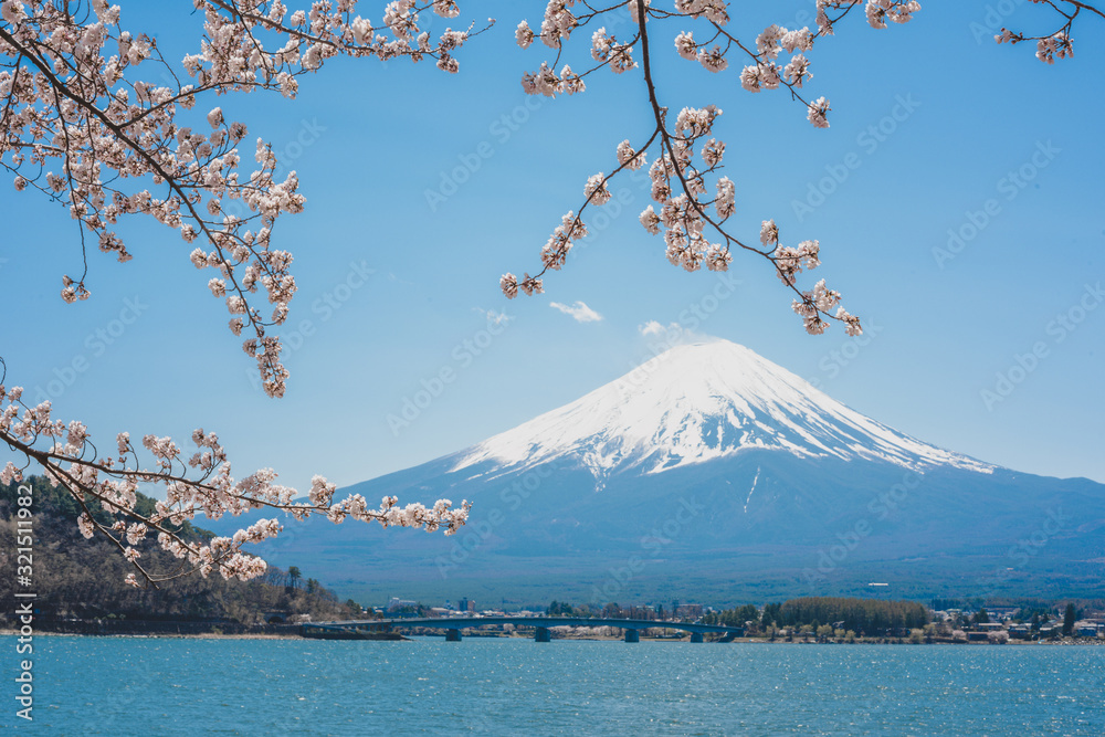Naklejka premium mt.Fuji in kawaguchiko lake,Kawaguchiko lake of Japan,Mount Fuji, Kawaguchi Lake, Japan,with,Spring Cherry blossoms, pink flowers,Cherry blossoms or Sakura and Mountain Fuji at the river in morning