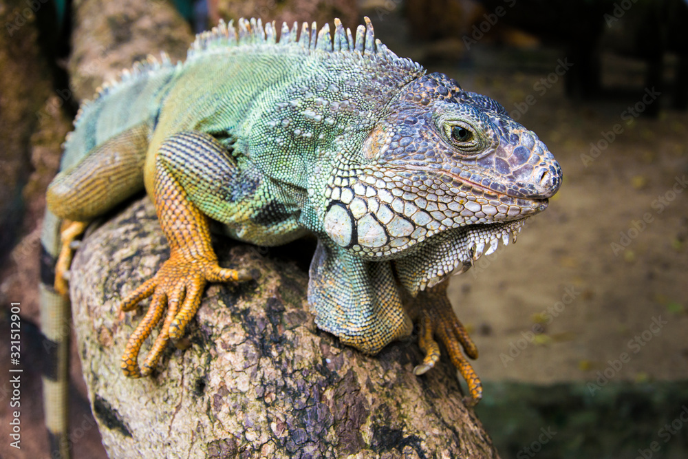 Fototapeta premium Close-up of a male Green Iguana