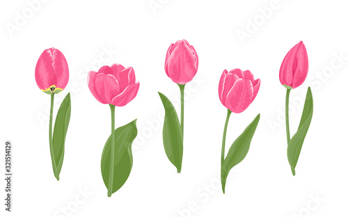 Pink tulips with green leaves set. Beautiful spring flowers of different shapes isolated on white background. Vector floral illustration in cartoon flat style.