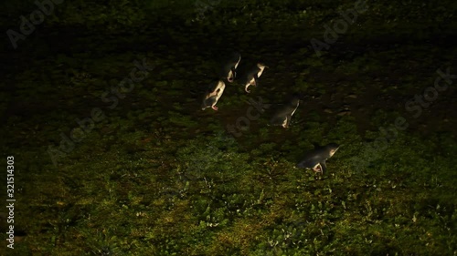 Group of small penguins moving at night
