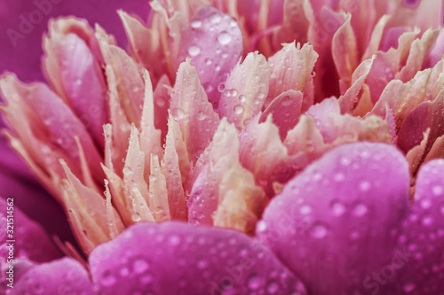 Coral peony flower background. Paeonia Sarah Bernhardt with dew drop.