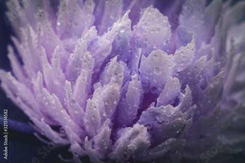 Fototapeta Naklejka Na Ścianę i Meble -  Coral peony flower background. Paeonia Sarah Bernhardt with dew drop.