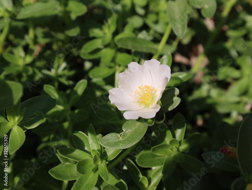 small white delicate flower are in garden