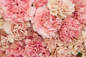 Floral blush and pink carnation flat lay flower background
