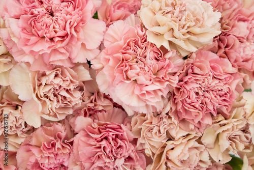 Floral blush and pink carnation flat lay flower background