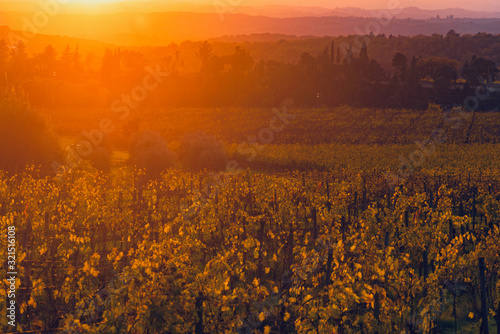 Chianti vineyards in Siena at sunset in autumn