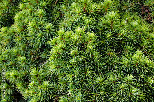 green prickly branches of a fur-tree or pine.