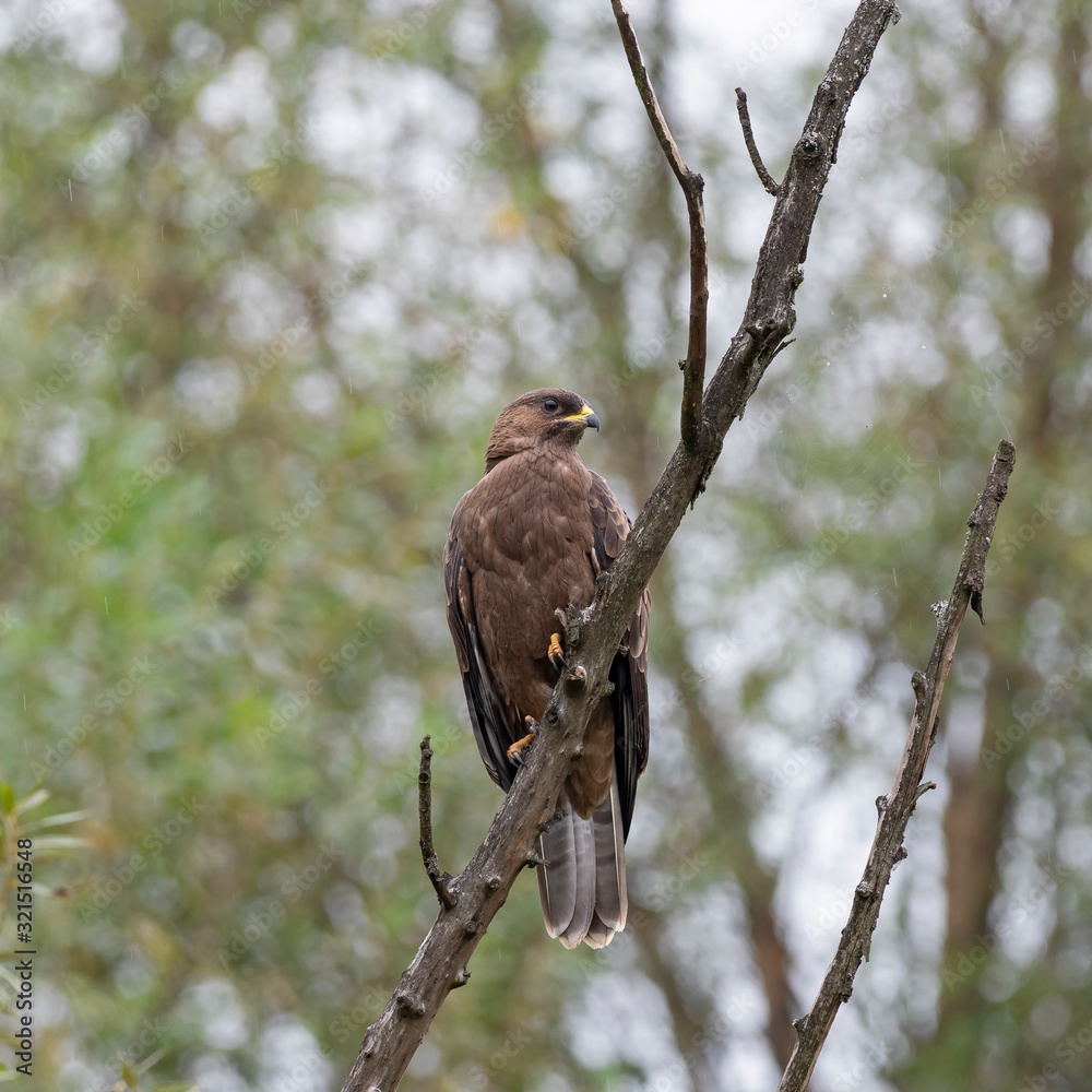 The European honey buzzard (Pernis apivorus), also known as the common pern is a bird of prey in the family Accipitridae. The European honey buzzard (Pernis apivorus), also known as the common pern is a bird of prey in the family Accipitridae.