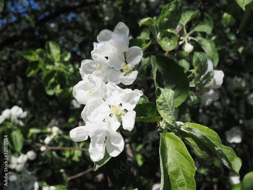 blooming apple tree in the park