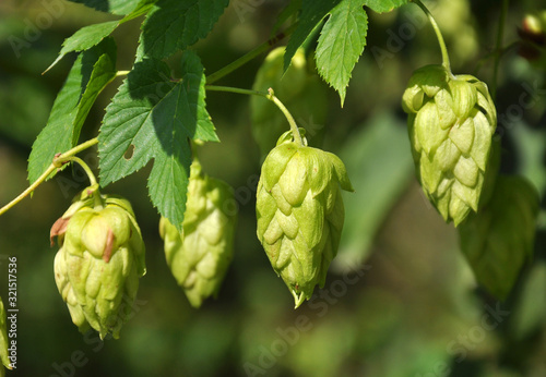 On the stem of the plant cones of hops