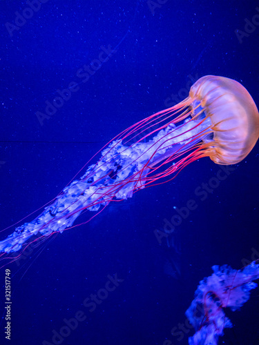 jellyfish © Yuki