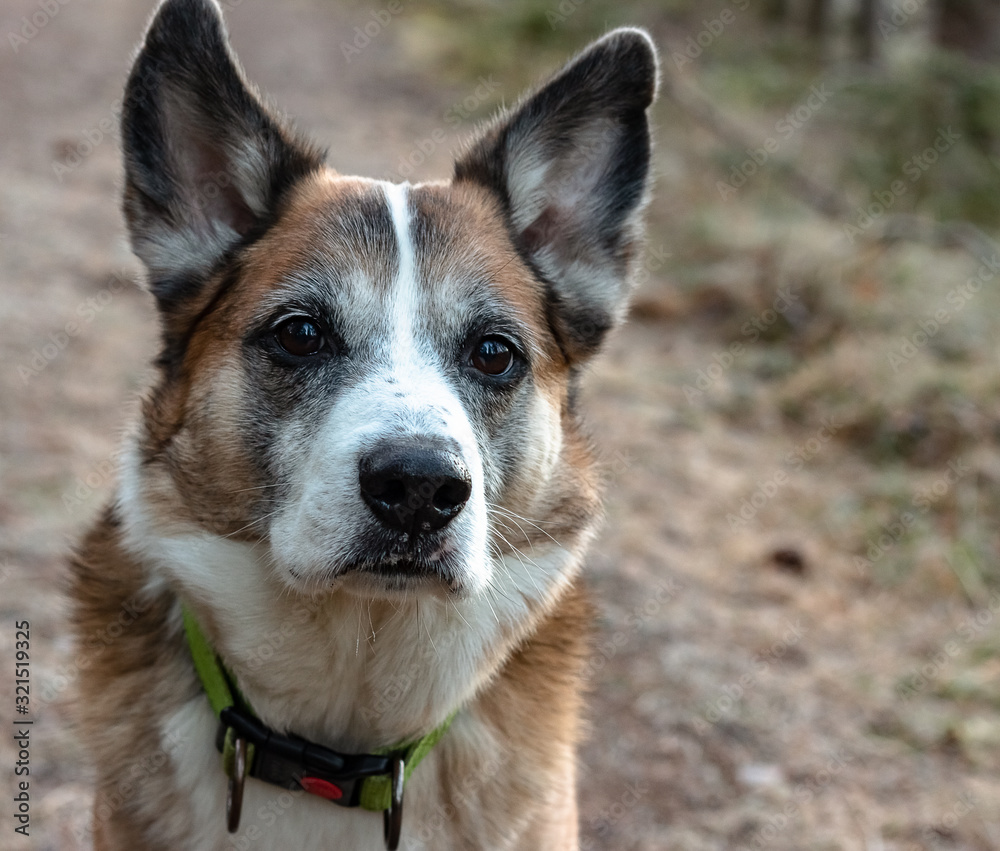 Fototapeta premium Alaskan Husky dog ​​head in close-up