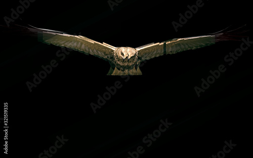 Bird of prey. Reflection in mirror. White background.