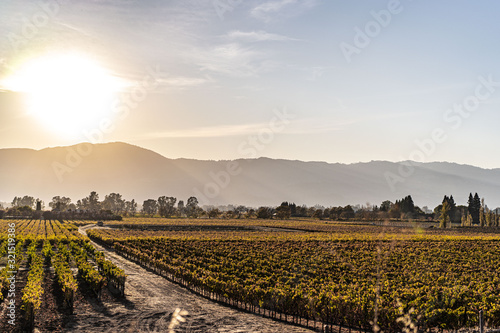 Vineyard grapes landscape at sunset in Napa California