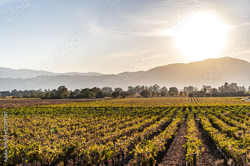 Vineyard in the sun landscape rows of grapes in Napa California
