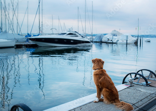 Canvas Print dog at the marina, yacht club
