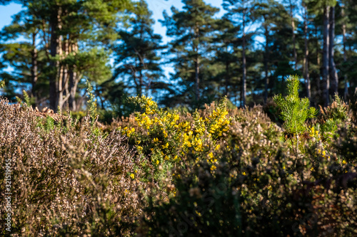 Blackdown walking photo