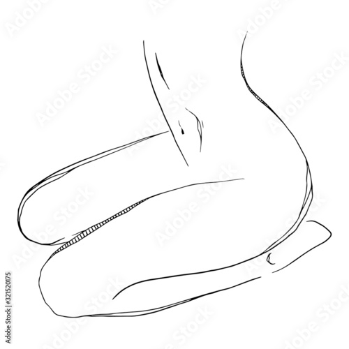 Women body. Vector illustration