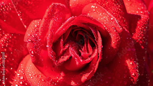 Fototapeta Naklejka Na Ścianę i Meble -  Bright red rose close-up, macro photo. Fresh bud. Bright spring summer banner. The concept of women's day, holiday, celebration, birthday.