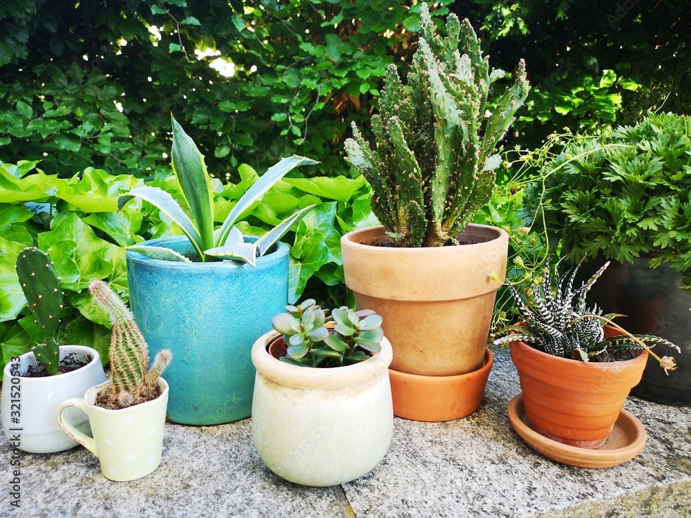 plants in pots