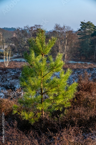 Frensham common walk around great pond photo