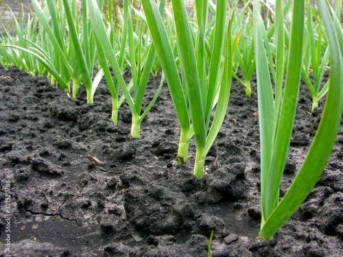organically cultivated garlic plantation in the vegetable garden  