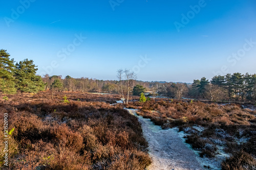 Frensham common walk around great pond photo