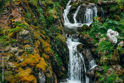 Fototapeta Naklejka Na Ścianę i Meble -  Scenic landscape with beautiful waterfall in forest among rich vegetation. Clear spring water flows from mountainside. Atmospheric woody scenery with mountain creek. Wild plants and mosses on rocks.