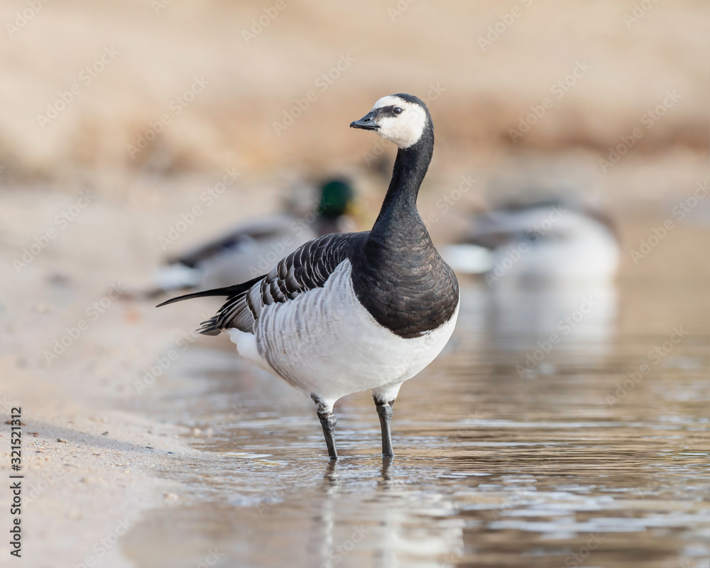 Portrait of a barnacle goose. The barnacle goose (Branta leucopsis) belongs to the genus Branta of black geese. Portrait of a barnacle goose. The barnacle goose (Branta leucopsis) belongs to the genus Branta of black geese.
