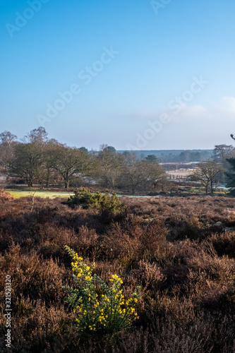 Frensham common walk around great pond photo