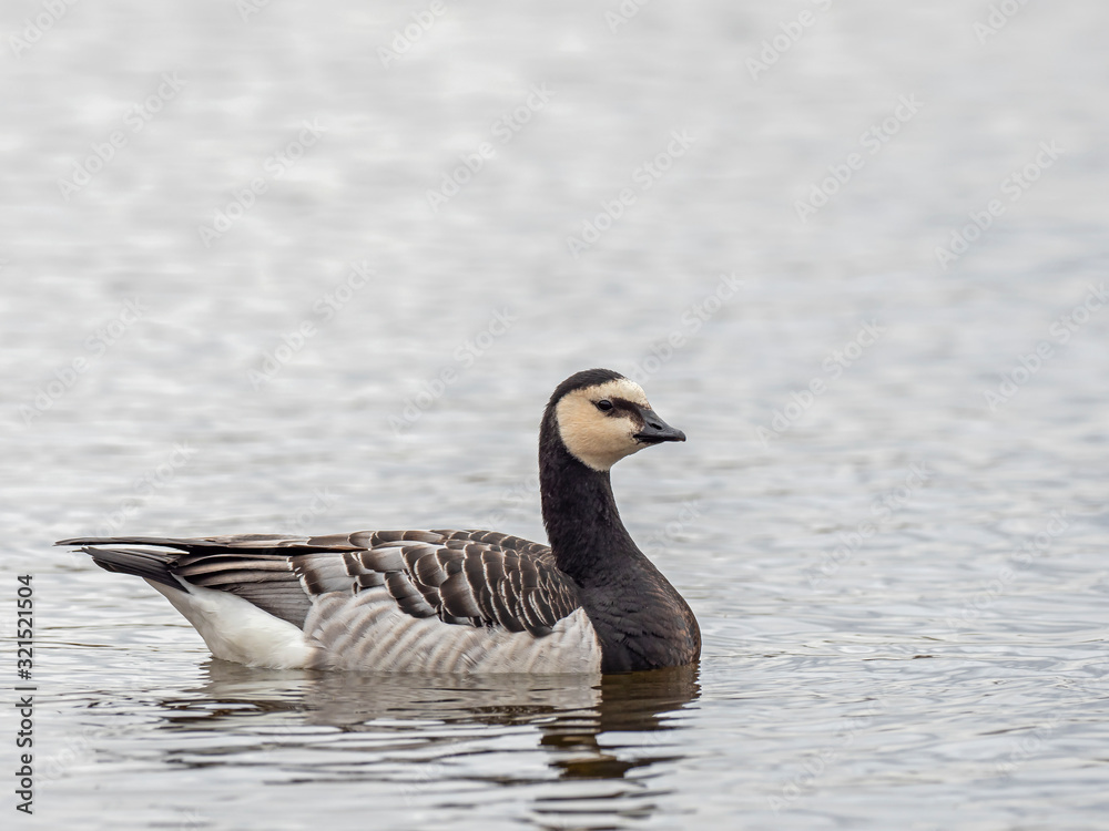 Portrait of a barnacle goose. The barnacle goose (Branta leucopsis) belongs to the genus Branta of black geese. Portrait of a barnacle goose. The barnacle goose (Branta leucopsis) belongs to the genus Branta of black geese.