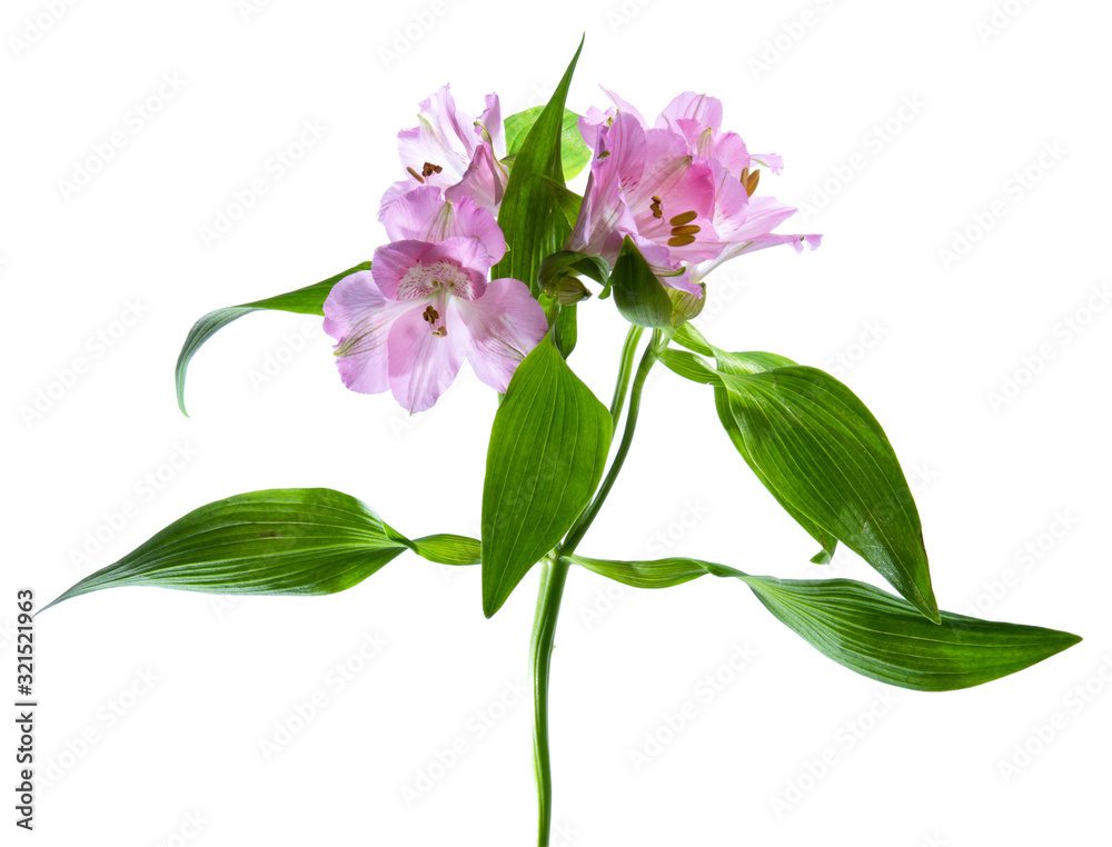 pink flower isolated on white background pink flower isolated on white background