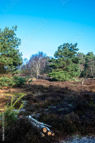 Frensham common walk around great pond photo