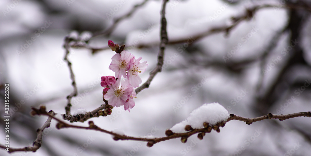 cherry blossom in spring under snow