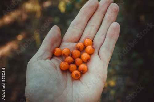 Sea buckthorn berries on the palm.