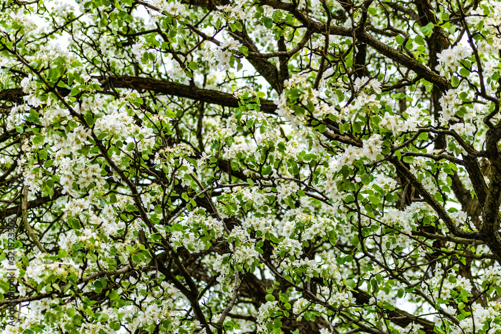 There are a lot of white blossoms on the Apple tree. Fluffy delicate petals on thin branches and green leaves. Spring mood and beautiful nature. There are a lot of white blossoms on the Apple tree. Fluffy delicate petals on thin branches and green leaves. Spring mood and beautiful nature.