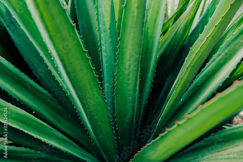 Aloe vera plante gros plan rapproché bokeh