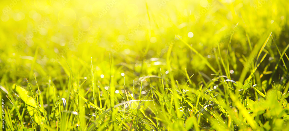 Obraz premium Beautiful green grass. Summer vibes. Spring season. Sun lights in the plants. Nature beauty.