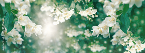 Obraz na plátne Beautiful jasmine flower flowering (blooming),  beautiful scent of the flower sp