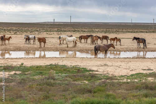 The accumulation of horses at the source with water. The Ustyurt Plateau. District of Boszhir. The bottom of a dry ocean Tethys. Rocky remnants. Kazakhstan