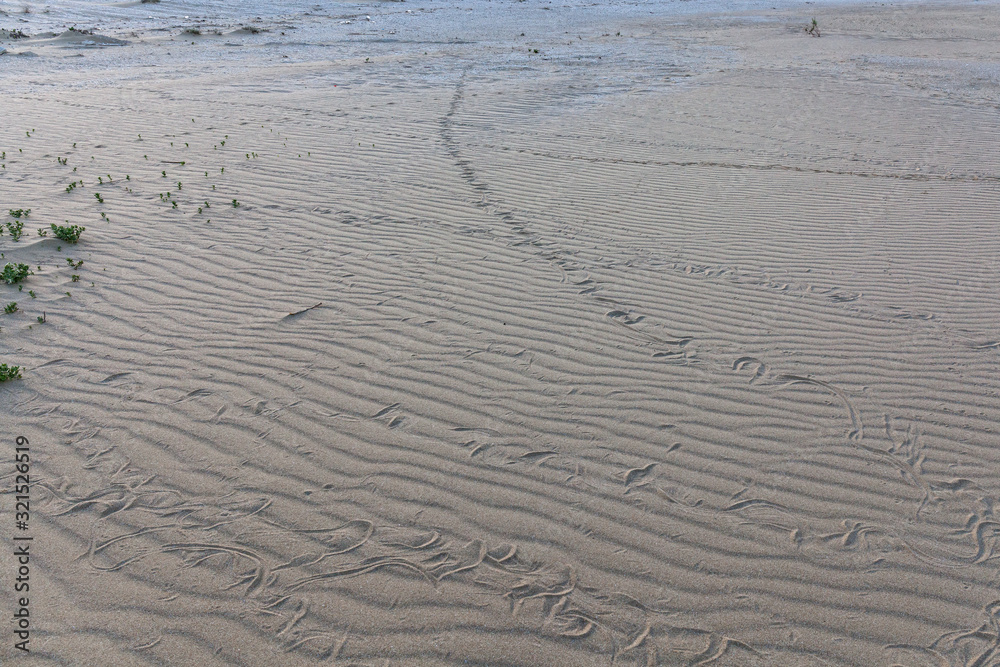 Obraz premium Traces of snake in the sand. Sand Texture. Background from brown sand. selective focus