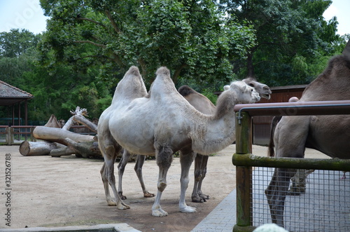 Side view of two humped camel standing in corral under sunlight at zoo © Denise Serra