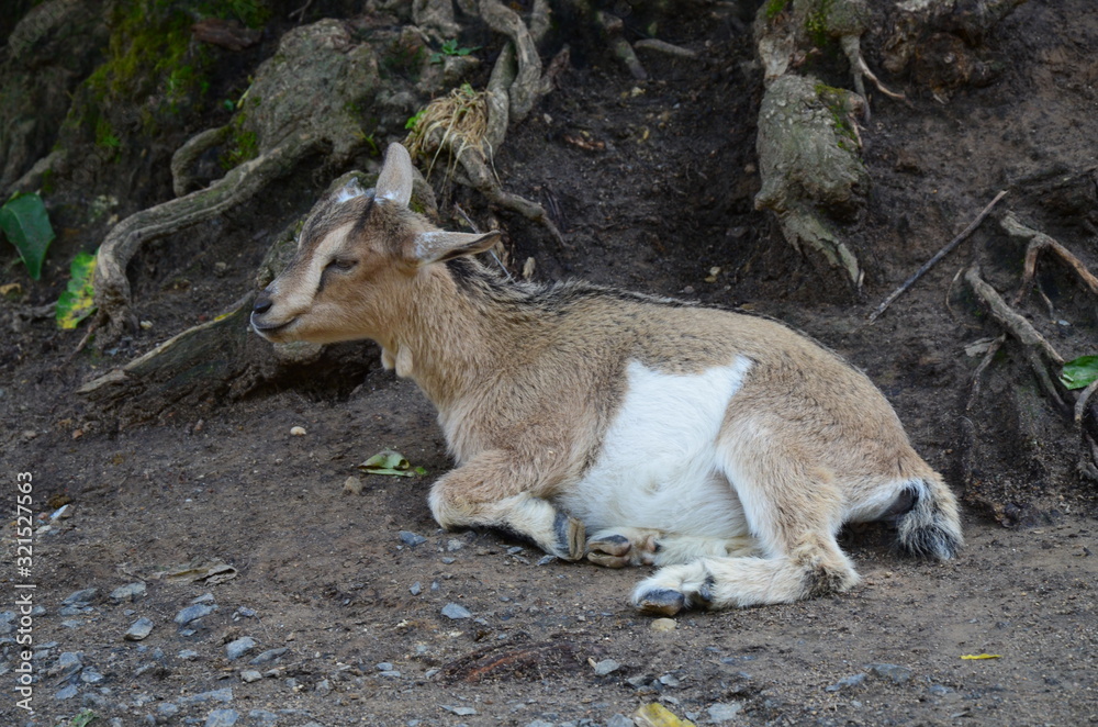 Capra hircus hircus domestico Capra hircus hircus domestico